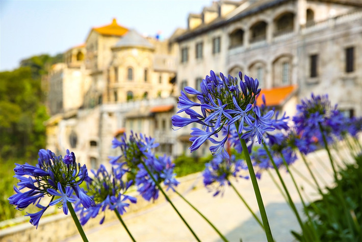 Một loài hoa khác cũng được xem là 1 trong 10 loài hoa đặc trưng cho xứ tiên cảnh là hoa Arapang (Thanh anh). Sau nhiều thử nghiệm thất bại do khác về khí hậu, thổ nhưỡng, đến nay Thanh anh đã phủ kín tại nhiều điểm trên Bà Nà như vườn suối mơ, vườn nấm.