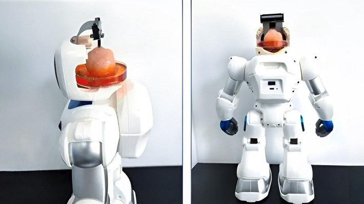 Chế tạo thành công robot có não làm từ tế bào gốc của người
