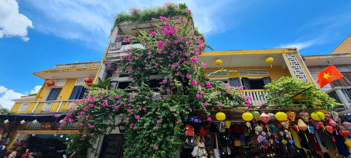 Người dân nơi đây cho biết, hoa giấy được trồng nhiều ở Hội An là do chúng khá hợp với thời tiết, khí hậu của miền Trung.