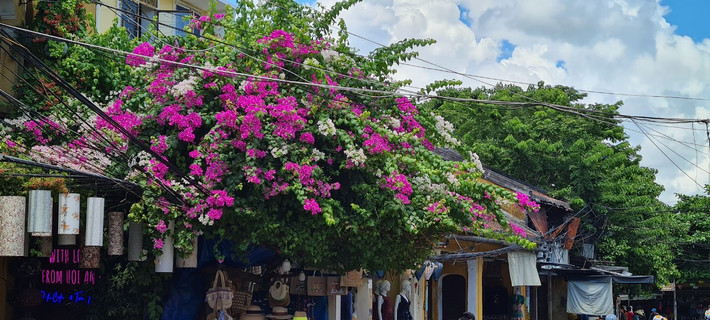 Hoa giấy được trồng trước các quán cafe, quán ăn, những ngôi nhà cổ, mang trong mình một vẻ đẹp rất riêng, hiếm nơi nào có được.