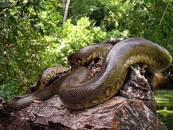 Trăn Anaconda là loài trăn khổng lồ sống ở lưu vực sông Amazon, Nam Mỹ. Chúng có lối sống lưỡng cư nhưng hiếm khi leo lên cây vì khối lượng cơ thể lớn. Loài trăn này sống chủ yếu trong môi trường nước và sinh sống trong các khu rừng mưa nhiệt đới.
