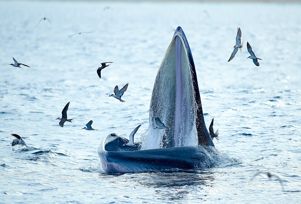 Bài viết được đăng tải trên fanpage Tổ chức Sinh vật biển Marine Life Vietnam, các nhà khoa học khẳng định, đây là loài cá voi Bryde (Balaenoptera edeni Anderson, 1879).
