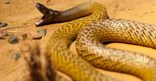 Rắn Inland taipan (rắn taipan nội địa) là một trong những loài rắn độc nhất, thậm chí là độc nhất thế giới, căn cứ theo số chỉ định LD50, có nghĩa là chỉ cần một chút nọc độc của nó có thể giết chết con mồi (hoặc con người).