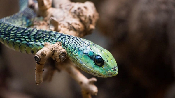 Rắn Boomslang (Dispholidus typus) là một trong những loài rắn độc nhất thế giới. Nọc độc của loài rắn này có chứa chất chống đông máu, khiến nạn nhân bị chết do xuất huyết trong và ngoài.