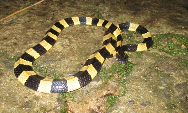 Rắn cạp nong (Bungarus fasatus) là loài di chuyển chậm vào ban ngày và thường tấn công khi trời tối. Theo một nghiên cứu năm 2016 được công bố trên tạp chí PLOS Neglected Tropical Diseases, nọc độc của loài rắn này có thể làm tê liệt các cơ và ngăn cản cơ hoành chuyển động. Điều này ngăn không khí đi vào phổi, dẫn đến ngạt thở.