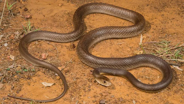 Rắn Coastal taipan (rắn taipan ven biển) có tốc độ đáng kinh ngạc. Khi bị đe dọa, nó sẽ nhấc toàn bộ cơ thể lên khỏi mặt đất khi nó nhảy với độ chính xác phi thường và tiêm nọc độc vào kẻ thù. Trước năm 1956, khi một loại thuốc kháng nọc độc được sản xuất hiệu quả, vết cắn của loài rắn này gần như luôn gây tử vong.