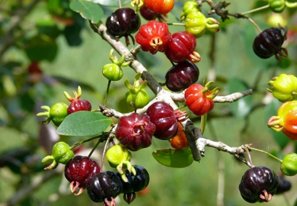 Trái anh đào đen hay còn gọi là surinam cherry, là một loại trái cây nhiệt đới của Brazil được khá nhiều người thưởng thức ở Việt Nam đặc biệt ưa chuộng.