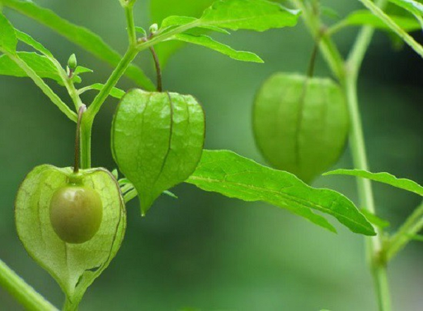 Cây lồng đèn mọc hoang dại khắp vùng nông thôn, trên các bờ ruộng hay các bãi cỏ ven đường ở Việt Nam. Thế nhưng, khi quả của loài cây kỳ lạ này mang sang nước Nhật thì lại được đóng gói cẩn thận bán trong siêu thị với giá 70.000 đồng/lạng.