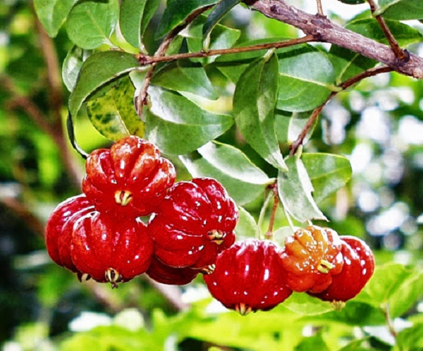 So với anh đào đỏ, những trái anh đào màu đen hiếm hơn hẳn, đặc biệt chúng ngọt và ít nhựa hơn. Surinam cherry là loài cây bụi cao có thể tới 10 mét, được trồng phổ biến ở Nam Mỹ.