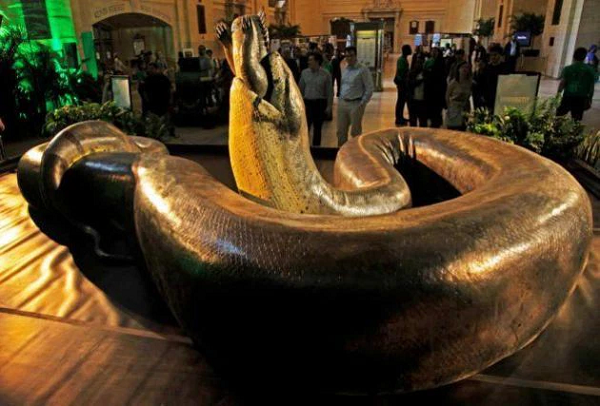 Khoảng 60 triệu năm trước, sau thời điểm khủng long bị tuyệt chủng, Titanoboa bắt đầu trỗi dậy, trở thành loài săn mồi lớn và hung dữ nhất hành tinh. Lượng cơ bắp chúng sở hữu đủ để nghiền nát mọi con mồi, kể cả cá sấu khổng lồ.