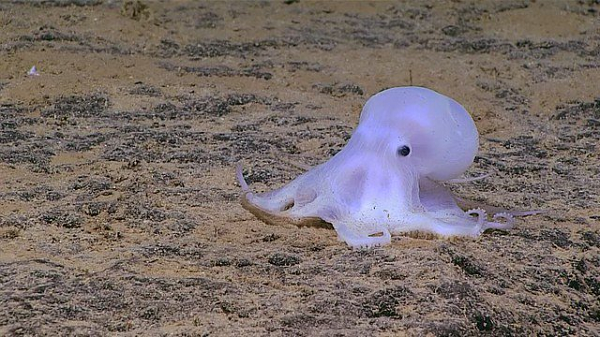 Khi đó, các nhà khoa học khẳng định nó gần như chắn chắn là một loài mới. Bạch tuộc Casper được đặt theo tên một nhân vật ma trong phim hoạt hình.