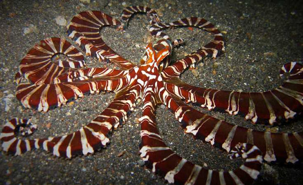 Loài Thaumoctopus mimicus sống ở những khu vực đáy biển tối tăm, xung quanh Indonesia và rạn san hô Great Barrier Reef (rạn san hô lớn nhất thế giới). Chúng có thể tùy ý thay đổi hình dạng, màu sắc cho đến kết cấu da để "biến thành" sinh vật biển độc hại như rắn biển hoặc cá sư tử. Đặc điểm này giúp chúng tự bảo vệ và chống lại các loài động vật ăn thịt.