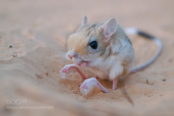 Những con chuột nhảy Jerboa thường sống ở sa mạc từ khắp Bắc Phi, châu Á về phía đông bắc Trung Quốc và Mãn Châu.