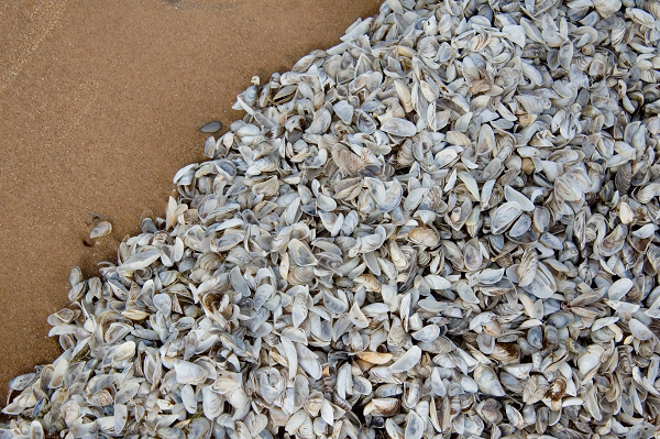 Trong nhiều năm qua, các nhà khoa học liên tục cảnh báo chúng ta đang ở giai đoạn giữa của cuộc đại tuyệt chủng lần thứ 6 của Trái Đất. Với riêng đợt đại tuyệt chủng lần thứ 6, thủ phạm gây ra sự biến mất trên diện rộng của các loài động vật lại chính là con người.