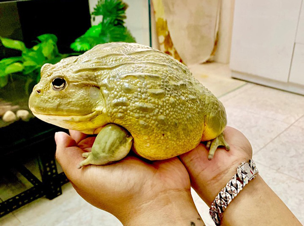 Muốn nhân giống, sinh sản ếch cảnh, người chơi phải nắm rõ những kỹ thuật nhất định. Một trong số đó là cho ếch ngủ đông. Đặc biệt, dòng ếch Bullfrog, Bullget phải đủ 2 năm tuổi mới có thể sinh sản.