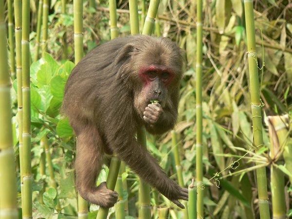 Khỉ cộc (danh pháp: Macaca arctoides), còn gọi là Khỉ mặt đỏ là loài khỉ phân bố ở Nam Á và Đông Nam Á.