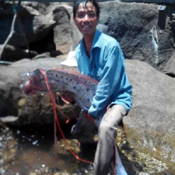 Nó có chiều dài cơ thể lên tới 4,2m, nặng 29,6 kg và bề ngang thân rộng khoảng 30 cm. Nhiều người sau khi xem ảnh cho rằng đó là một con cá mái chèo. (Nguồn ảnh: Vietnamnet)