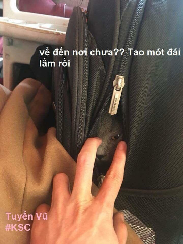 Tuy nhiên đối với các nhà xe không nhận vận chuyển mèo, các sen đành phải giấu diếm "boss" thật kĩ kẻo bị phát hiện.