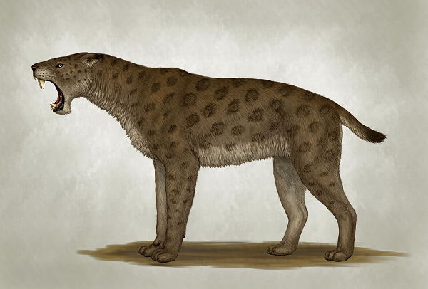 Điều này chứng minh mèo răng kiếm Homotherium và người Homo erectus đã từng đụng độ nhau. Tuy nhiên do đây là một mãnh thú quá hung dữ, giả thuyết nó bị con người sơ khai thuần hóa và chung sống khá bất hợp lý.