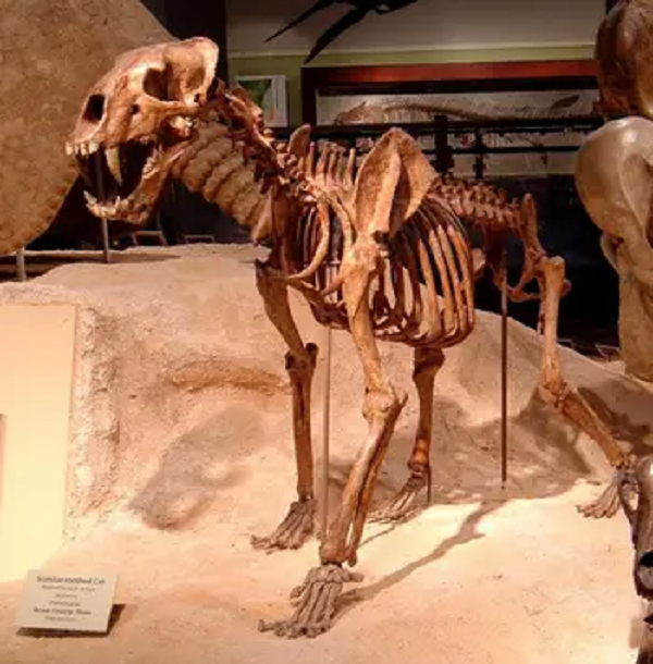 So với tiền thân của chúng, người Homo erectus còn có kích cỡ cơ thể và não lớn hơn, đứng thẳng hơn (tên của loài này cũng có nghĩa là “người đứng thẳng”). Ngoài ra, đây cũng là loài người đầu tiên biết sử dụng vũ khí bằng đá để bắt mồi kiếm ăn.