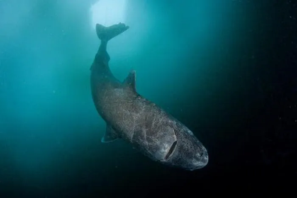 Hiện nay, các nhà khoa học đang hy vọng rằng nghiên cứu DNA của cá mập Greenland có thể mở ra một con đường dẫn tới sự “trường sinh” cho con người.