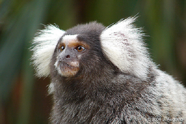 Trong môi trường tự nhiên khỉ Marmoset rất nhanh nhẹn chúng có thể di chuyển nhanh chóng từ cành cây bên này sang cành cây bên kia, vì thế rất hiếm khi bạn bắt gặp chúng.