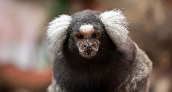 Loài khỉ Marmoset lùn được tìm thấy trong rừng nhiệt đới của Brazil, Ecuador, Peru và Columbia. Chúng chủ yếu sống trên cây và hiếm khi đi xuống mặt đất.