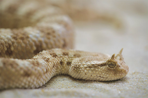 Rắn mọc sừng (tên khác là horned viper) là một trong những loài rắn lạ nhất thế giới vì sở hữu vẻ ngoài như...yêu quái. Đa phần những con rắn thuộc loài này mọc sừng trên 2 mắt, nhưng một số lại không.