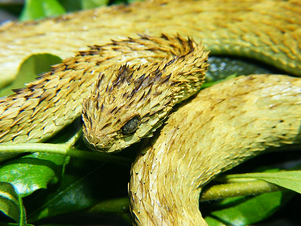 Rắn vảy gai (Atheris hispida) là một loài rắn có nọc độc được tìm thấy ở Trung Phi. Chúng nổi bật với những chiếc vảy nhọn hoắt trên lưng xếp đè lên nhau như mái ngói, trông giống như hình tượng rồng trong truyền thuyết.