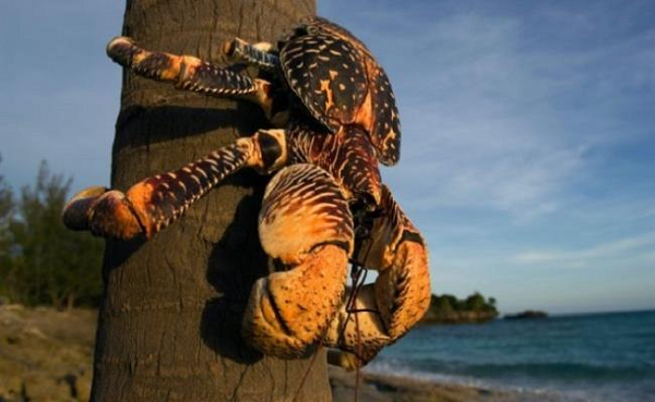 Thịt cua ăn như tôm hùm, rất săn chắc và ngọt. Lớp mỡ dưới bụng cua cùng với trứng cua cái được xem là phần ngon nhất.
