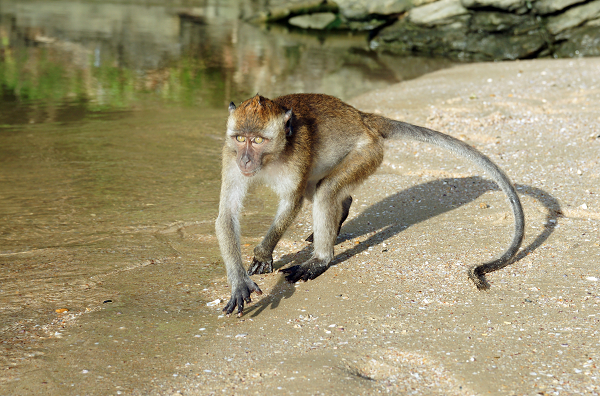 Khỉ đuôi dài (Macaca fascicularis) có đuôi dài gần bằng hoặc hơn chiều dài cơ thể. Chúng là loài có đuôi dài nhất.