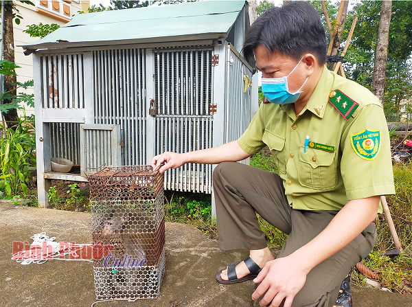 Sau 2 tháng chăm sóc, nuôi dưỡng, nhận thấy sức khỏe khỉ đuôi dài đã ổn định và đảm bảo các điều kiện nên hạt Kiểm lâm huyện đã thả về môi trường tự nhiên tại khoảnh 6, Tiểu khu 379, thuộc ấp Đồng Tân, xã Tân Hòa, huyện Đồng Phú.