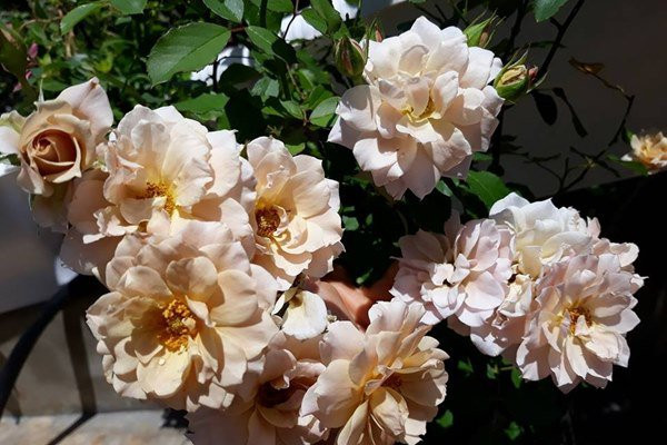 Dù khá bận rộn với công việc nhưng chị vẫn luôn dành thời gian thường xuyên chú ý cắt tỉa các cành và lá già, hỏng để tạo tán cho cây và kích thích cây ra mầm mới. Hoa đã tàn chị cũng chủ động cắt tỉa để lấy chỗ cho nụ mới mọc ra.
