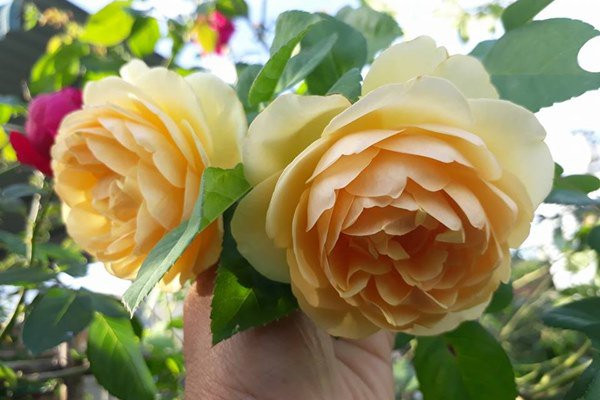 Chị cũng lưu ý, việc tưới nước cho cây là rất quan trọng, cần tưới nước vừa đủ cho hoa, không tưới quá nhiều sẽ làm cây bị úng nước hoặc tưới quá ít sẽ làm cây bị hạn và phát triển không tốt.