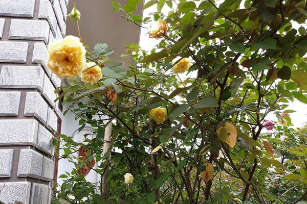 Chị Trang tâm sự: "Mình rất thích hoa đặc biệt là hồng. Mỗi ngày mình đều dành mọi thời gian rảnh rỗi có thể để chăm sóc, bón phân cho hồng. Chỉ cần hít hà mùi hương thoang thoảng, đầy mê hoặc của hoa hồng là mình đã cảm thấy trong lòng thư thái, thoải mái vô cùng."
