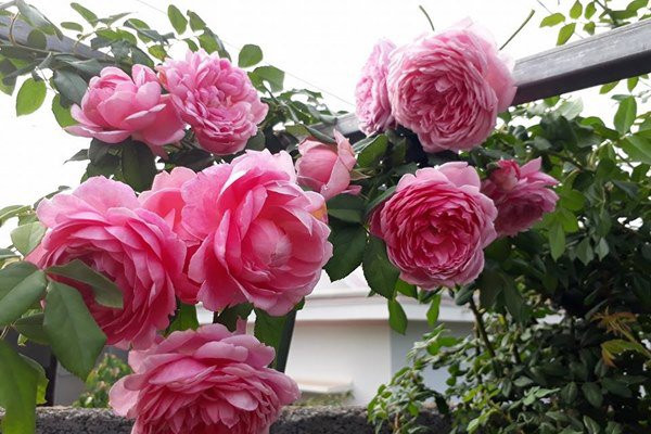 Để hoa phát triển khỏe mạnh, trước khi tỉa chị thường bón bổ sung phân chuồng và xới gốc. Chị sử dụng phân hữu cơ nên rất ít bỏ phân hoá học. Thỉnh thoảng chị bổ sung thêm vi lượng và tưới phân cá tự làm cho hoa hồng.