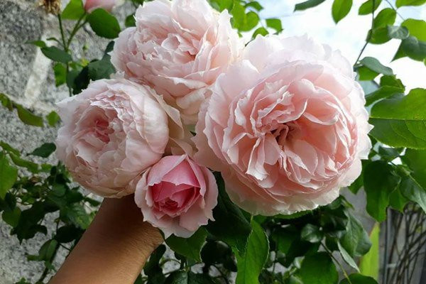 Chị Trang chia sẻ, hồng leo ưa nắng và thích nơi thoáng đãng. Đặc biệt khung gốc luôn cần cố định có giàn để gốc vững giúp cât phát triển ổn định và lâu dài. Bên cạnh đó, đất cần tải tạo rộng và sâu hơn hồng bụi vì bộ rễ của hồng leo khỏe và phát triển mạnh.