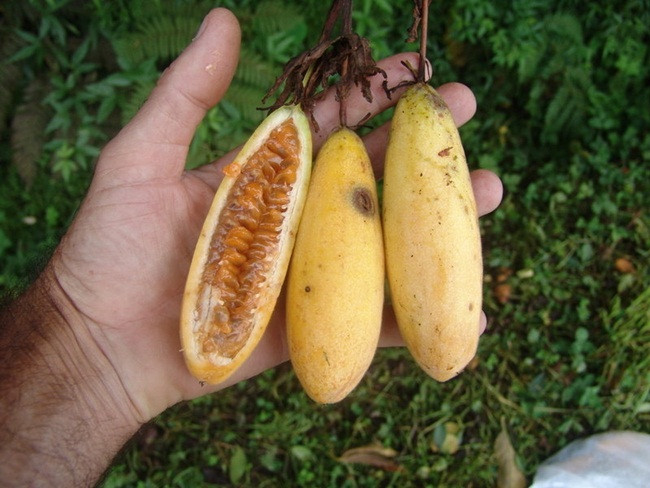Ngày nay, Curuba được trồng không chỉ ở Nam Mỹ mà nhiều nơi khác. Quả của chúng được xuất khẩu sang Mỹ, Châu Âu và Nhật Bản.