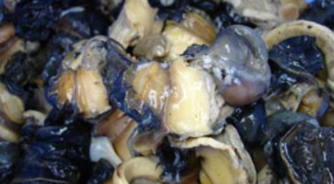 Ốc xào khế. Nguyên liệu: 1kg ốc nhồi, 100g khế chua, 20g giấm bỗng, 20g nghệ, 30g tía tô, nước mắm, muối, hành hoa, ớt tươi. Cách làm: làm sạch ốc, chặt trôn, cậy miệng, khêu lấy ruột, bóc bỏ đường phân. Sau đó, rắc ít muối vào, bóp kỹ, rửa sạch rồi rửa lại nước nóng cho hết nhớ, để ráo. Khế làm sạch thái ngang bóp muối vắt bớt chua. Ảnh:Vaobep.