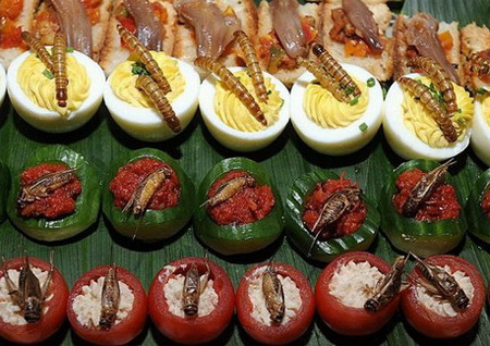 Tiếp đến trong danh sách quán nhậu côn trùng bình dân là quán ở phường Khương Thượng. Quán nhỏ nằm trong ngõ cũng nhỏ, không bảng hiệu, rất khó tìm nhưng vẫn thu hút được nhiều thực khách bởi đã có khá lâu đời. Ngoài những món dế, bọ cạp... món được yêu thích hơn cả ở quán là các loại chế biến từ trứng kiến. Hiện quán có 3-4 món làm từ trứng loài côn trùng này. (Ảnh minh họa)
