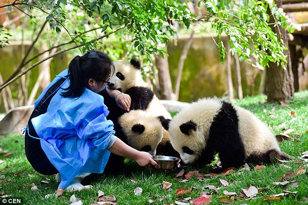 Gấu trúc khổng lồ là thành viên của họ gấu và có khả năng tương tự như các loài gấu khác. Chúng thường sống trong các khu rừng rộng lớn ở Trung Quốc, nơi chúng được bảo vệ nghiêm ngặt. Môi trường sống khác biệt là một lý do khác khiến sư tử không tấn công gấu trúc khổng lồ, vì sư tử sống trên thảo nguyên, còn gấu trúc sống trong rừng.(Ảnh: Gia đình)