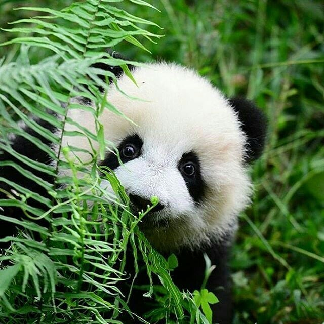 Gấu trúc khổng lồ thường sống đơn độc và mỗi con trưởng thành có một vùng lãnh thổ riêng. Chúng giao tiếp thông qua tiếng kêu và đánh dấu mùi. Mùa sinh sản của gấu trúc diễn ra từ tháng 2 đến tháng 5, và con cái thường sinh một hoặc hai con sau khoảng 135 ngày mang thai. Những chú gấu trúc con khi mới sinh rất nhỏ, chỉ nặng dưới 150 gram, và được mẹ chăm sóc cẩn thận cho đến khi chúng có thể tự lập.(Ảnh: Mytour)