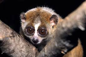 Cu li nhỏ được xếp vào danh mục các loài nguy cấp theo Sách đỏ IUCN và Sách đỏ Việt Nam. Số lượng quần thể giảm mạnh do mất môi trường sống và săn bắt trái phép.(Ảnh: New England Primate Conservancy)