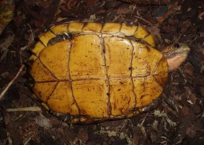 Rùa sa nhân thường sống trong các khu rừng, ẩn nấp dưới bụi cây lá khô. (Ảnh: India Biodiversity Portal)