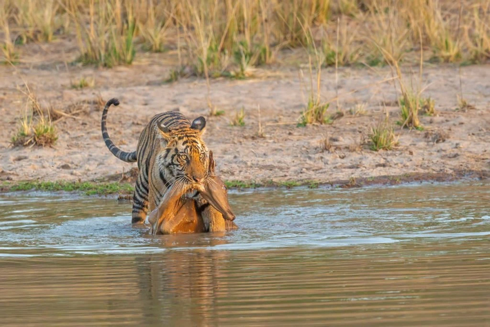 Hổ Bengal là loài động vật ăn thịt, săn mồi chủ yếu là các loài động vật có kích thước trung bình đến lớn như lợn rừng, nai, hươu, và trâu nước. (Ảnh: Tiger Safari India)