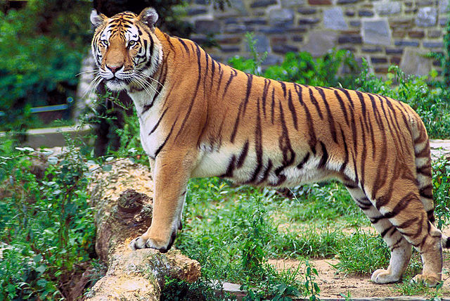 Hổ Bengal chủ yếu sinh sống tại các quốc gia Nam Á như Ấn Độ, Bangladesh, Nepal, Bhutan và miền nam Tây Tạng. (Ảnh: Wikipedia)