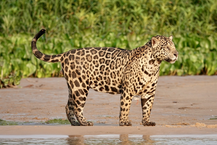 Biến dị này phổ biến ở báo đốm (Panthera onca) và báo hoa mai (Panthera pardus).(Ảnh: iNaturalist)