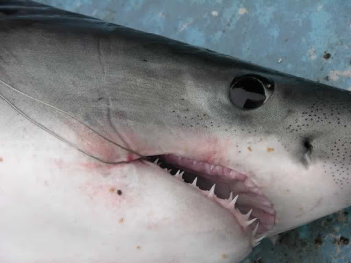 Là một loài săn mồi cơ hội, cá mập porbeagle chủ yếu ăn các loài cá xương và động vật thân mềm. Chúng khiến người ta choáng váng vì cái miệng khổng lồ. (Ảnh: Angling Ireland)