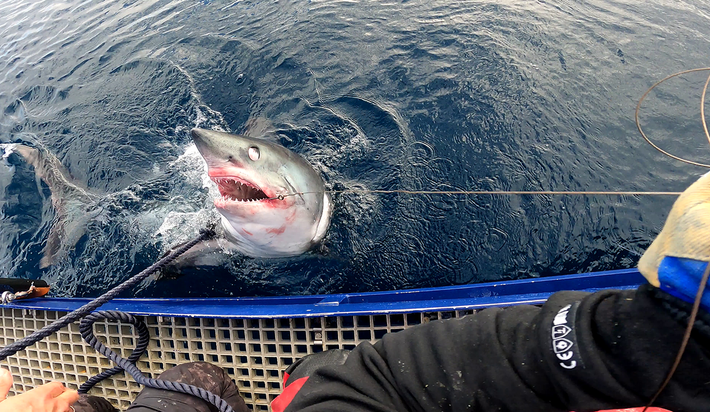 Do giá trị cao của thịt và vây, cá mập porbeagle đã bị khai thác mạnh mẽ trong nhiều thập kỷ. Điều này dẫn đến sự suy giảm nghiêm trọng về số lượng, đặc biệt là ở Bắc Đại Tây Dương. Hiện nay, cá mập porbeagle được xếp vào danh sách loài dễ bị tổn thương và cần được bảo vệ để tránh nguy cơ tuyệt chủng.(Ảnh: hi.no)