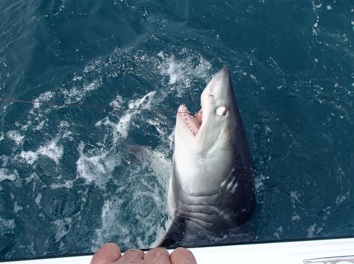 Cá mập porbeagle có khả năng duy trì nhiệt độ cơ thể cao hơn so với nước xung quanh, giúp chúng hoạt động nhanh nhẹn và hiệu quả hơn trong việc săn mồi.(Ảnh: VICE)
